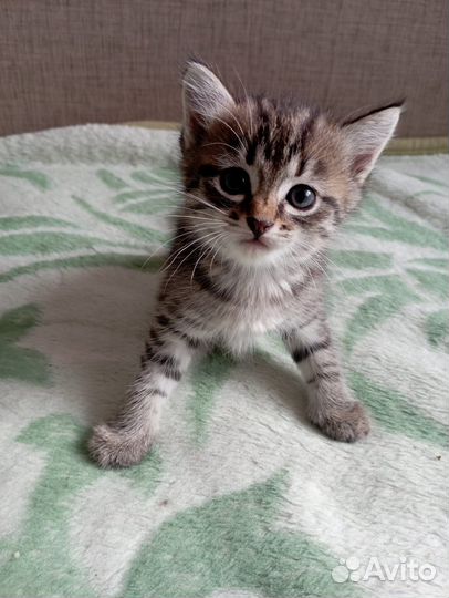 Котят мальчиков и девочек отдаем бесплатно