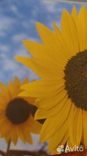 Цифровая фотосъемка.Композиция.Крис.Раттер