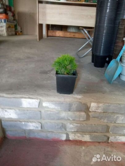 Туя шаровидная даника