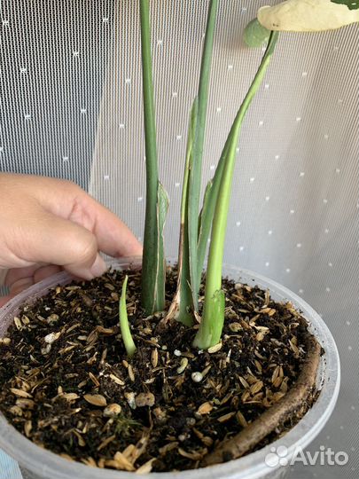 Монстера Тайское Созвездие