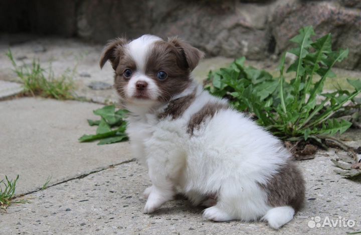 Мальчишки чихуахуа лилового окраса г.ш. и д.ш