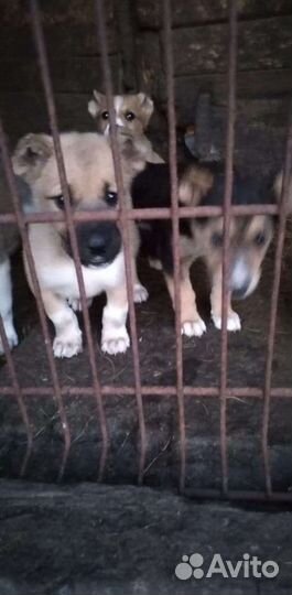 Щенки алабая