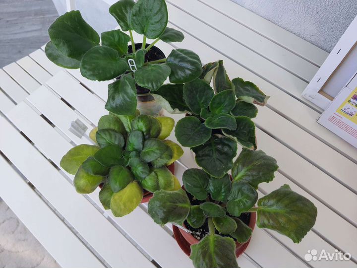 Фиалки сортовые взрослые