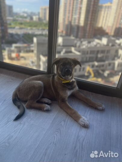 Метис бельгийской овчарки