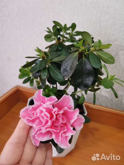 Азалия фиолетовая махровая