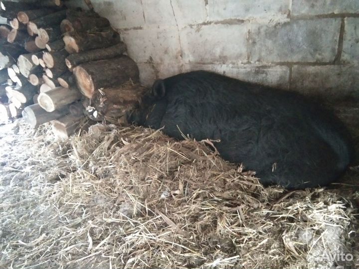 Вьетнамский хряк