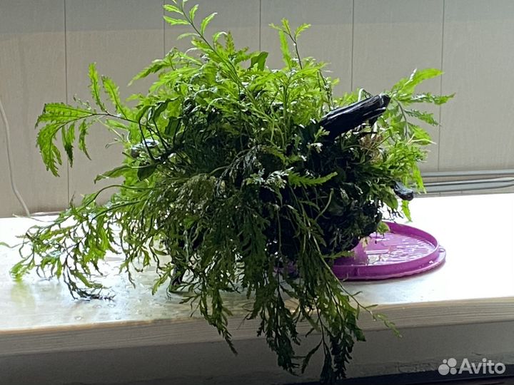 Коряга с растениями (композиция XXL)