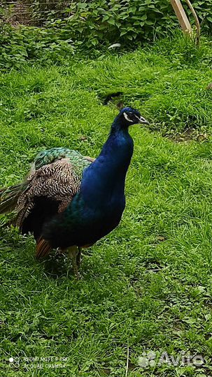 Индийский павлин