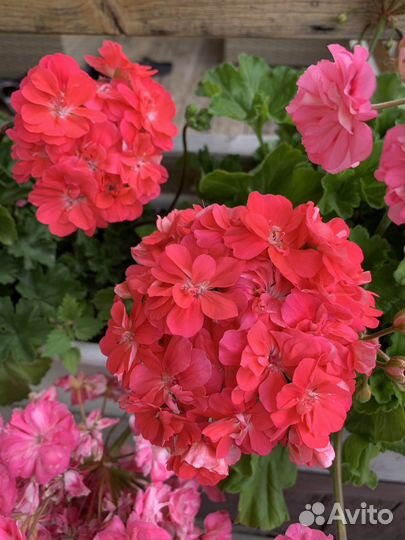 Пеларгония сортовая