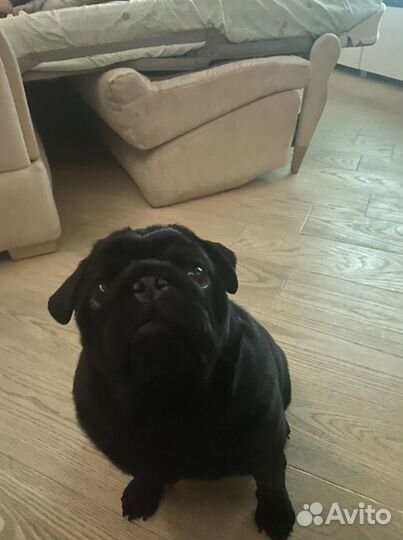 Мопсик вязка