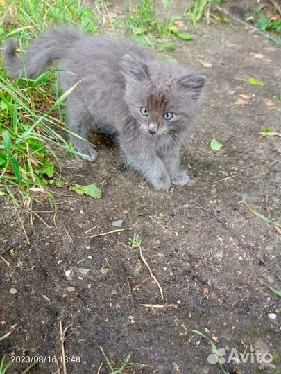 Котенок