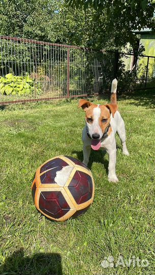 Вязка Джек Рассел