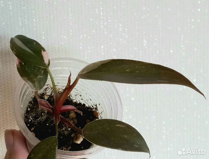 Филодендрон Розовая принцесса