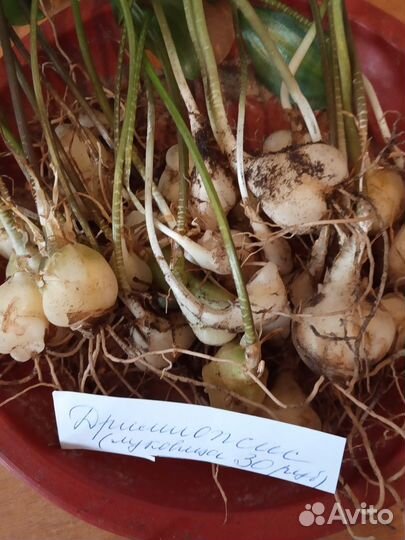 Луковицы дримиопсиса