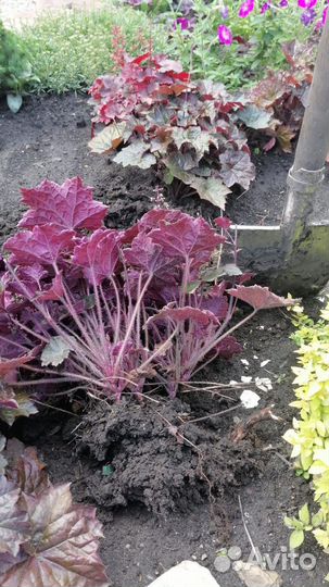 Садовые растения