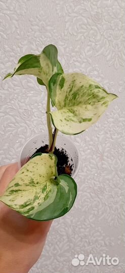 Эпипремнум Хеппи Лиф, Н Джой