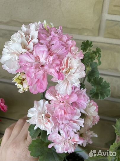 Пеларгония сортовая