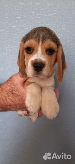 Щенки бигль