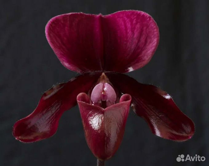 Орхидея пафиопедилум