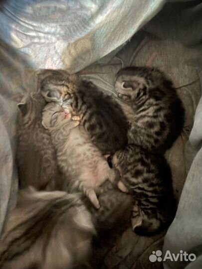 Шотландские котята