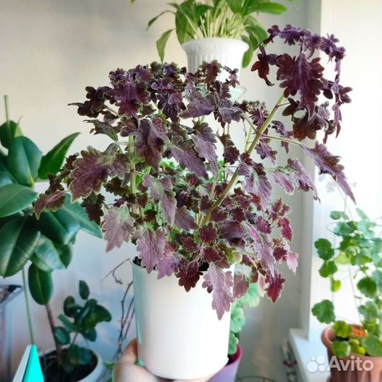 Колеус чëрный дракон