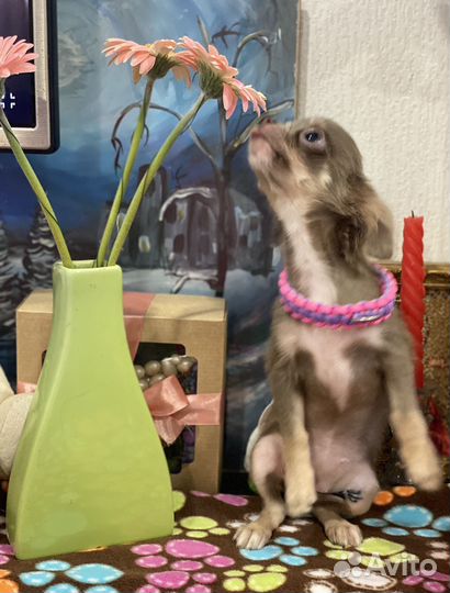 Мини девочка дш, 4 месяца