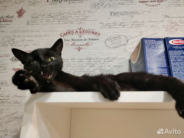 Отдаем кошку в добрые руки