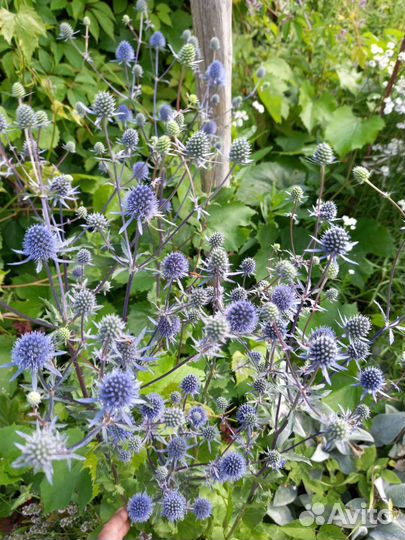 Многолетники, цветущие в июле