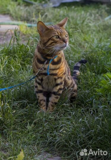 Бенгальский кот вязка