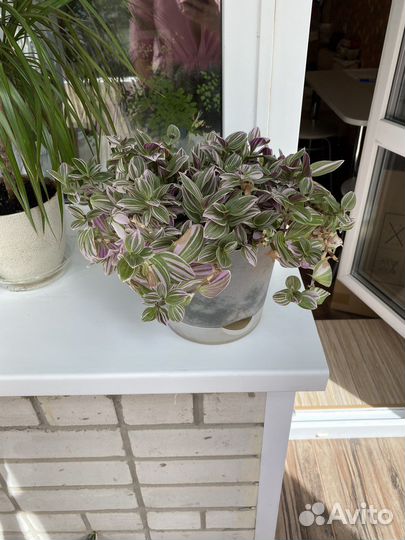 Традесканция нанук