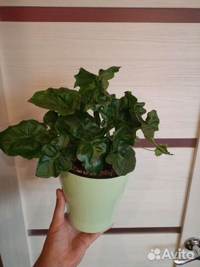 Филодендрон Атом