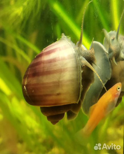 Мальки молинезии, улитки ампулярии