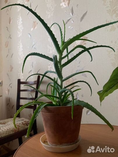 Алоэ (столетник) комнатные цветы