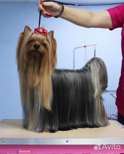 Йоркширский терьер