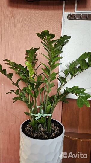 Замиокулькас