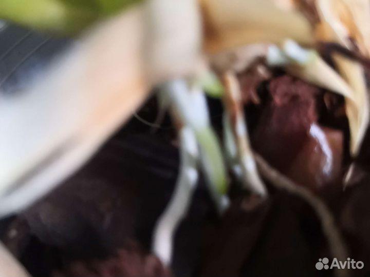 Онцидиум Seet Sugar