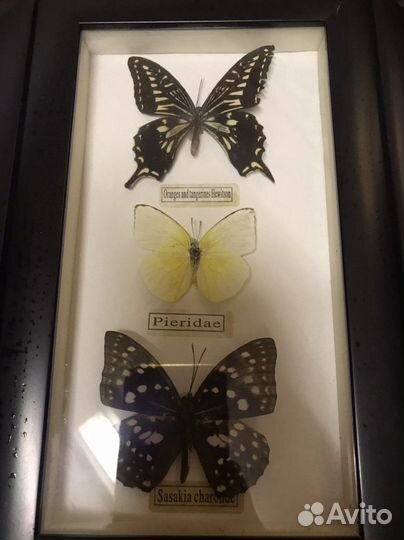 Бабочки коллекция панно