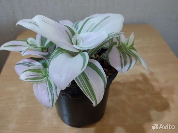 Традесканция