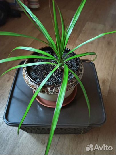 Драцена Маргината в керамическом горшке
