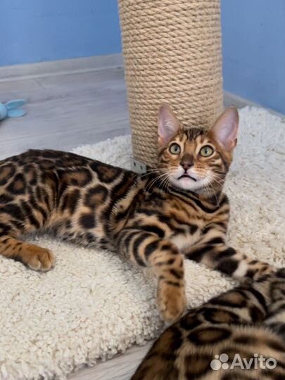 Бенгальские котята шоу класс
