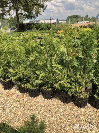 Туя Смарагд 1,8-2 м