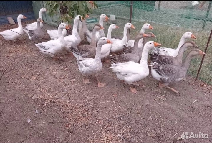 Продаю гусей породы Линда