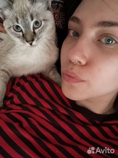 Передержка животных