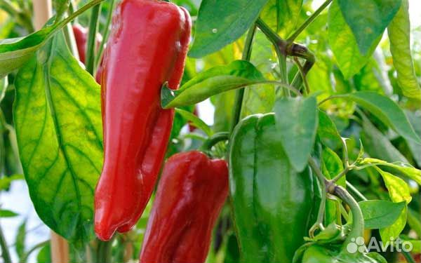 Семена лучших перцев и баклажанов