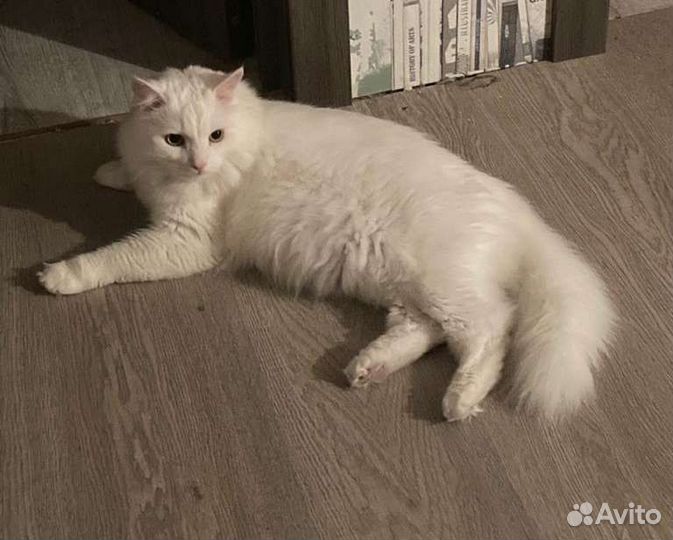 Передержка кошек