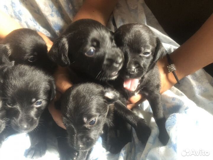 Щенки джек рассел терьер