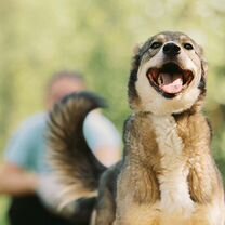Взрослая собака из приюта