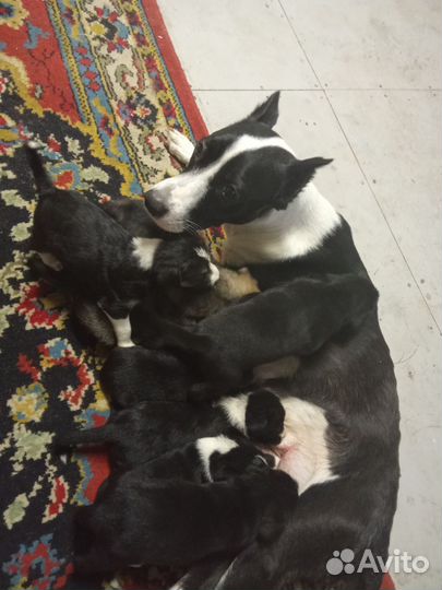 Щенки стаффорда