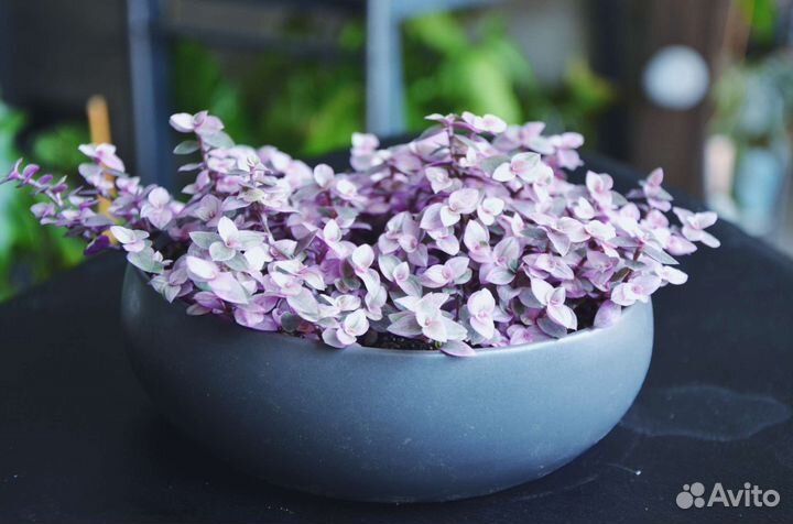 Коллизия розовая пантера