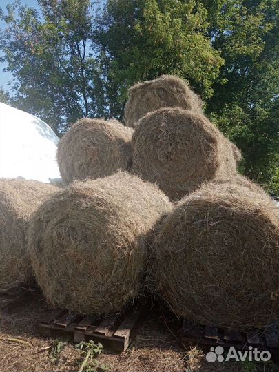 Сено в рулонах